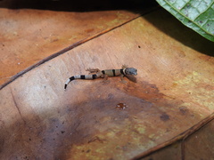 Sphaerodactylus homolepis