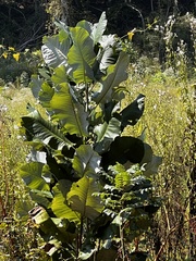 Magnolia macrophylla