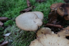 Cerioporus leptocephalus