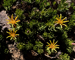 Mutisia linearifolia