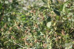 Medicago sativa