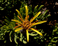 Mutisia linearifolia