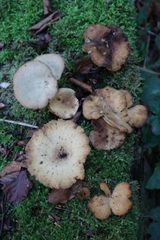 Cerioporus leptocephalus