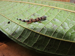 Sphaerodactylus homolepis image