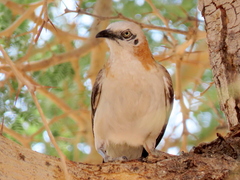 Turdoides gymnogenys