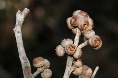 Eucalyptus tindaliae