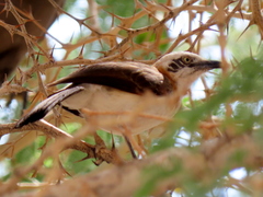 Turdoides gymnogenys