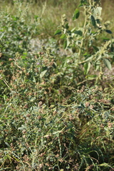 Medicago sativa