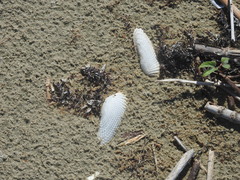 Cyrtopleura costata