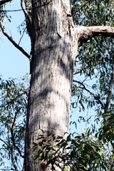 Eucalyptus tindaliae