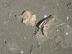 Sciaenidae