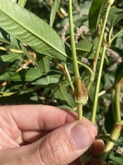 Persicaria lapathifolia