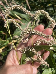 Persicaria lapathifolia