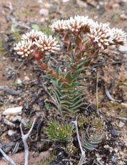 Crassula alpestris