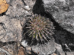 Ferocactus recurvus