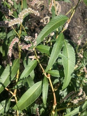 Persicaria lapathifolia