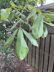Carya tomentosa