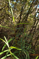 Veronica stenophylla