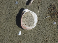 Dinocardium robustum