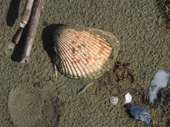 Dinocardium robustum