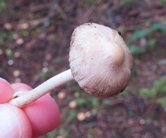 Inocybe geophylla