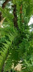 Nephrolepis exaltata