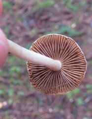 Inocybe geophylla