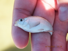 Cyprinodon variegatus