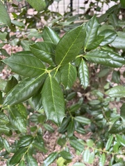 Ilex cornuta