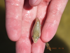 Cyprinodon variegatus