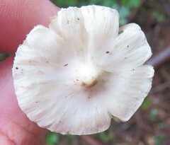 Inocybe lilacina