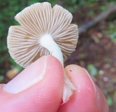 Inocybe lilacina