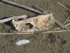 Sciaenidae