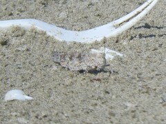 Trimerotropis maritima