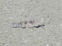 Trimerotropis maritima