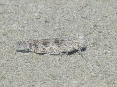 Trimerotropis maritima