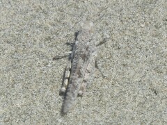 Trimerotropis maritima