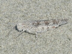 Trimerotropis maritima