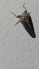 Paraphlepsius collitus