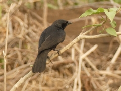 Gnorimopsar chopi