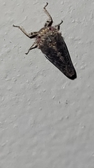 Paraphlepsius collitus