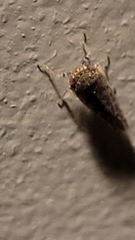 Paraphlepsius collitus