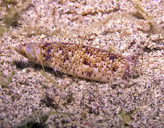 Terebellum terebellum