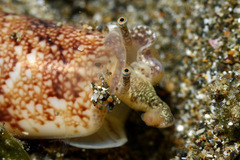 Terebellum terebellum