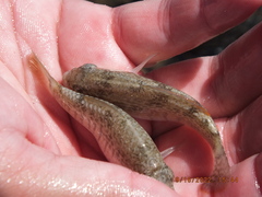 Floridichthys carpio