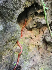 Oreocryptophis porphyraceus