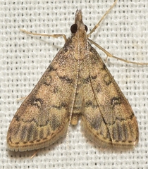 Dolicharthria bruguieralis