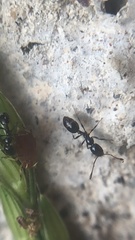 Monomorium carbonarium