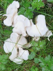 Leucocybe connata
