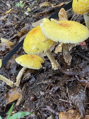 Amanita